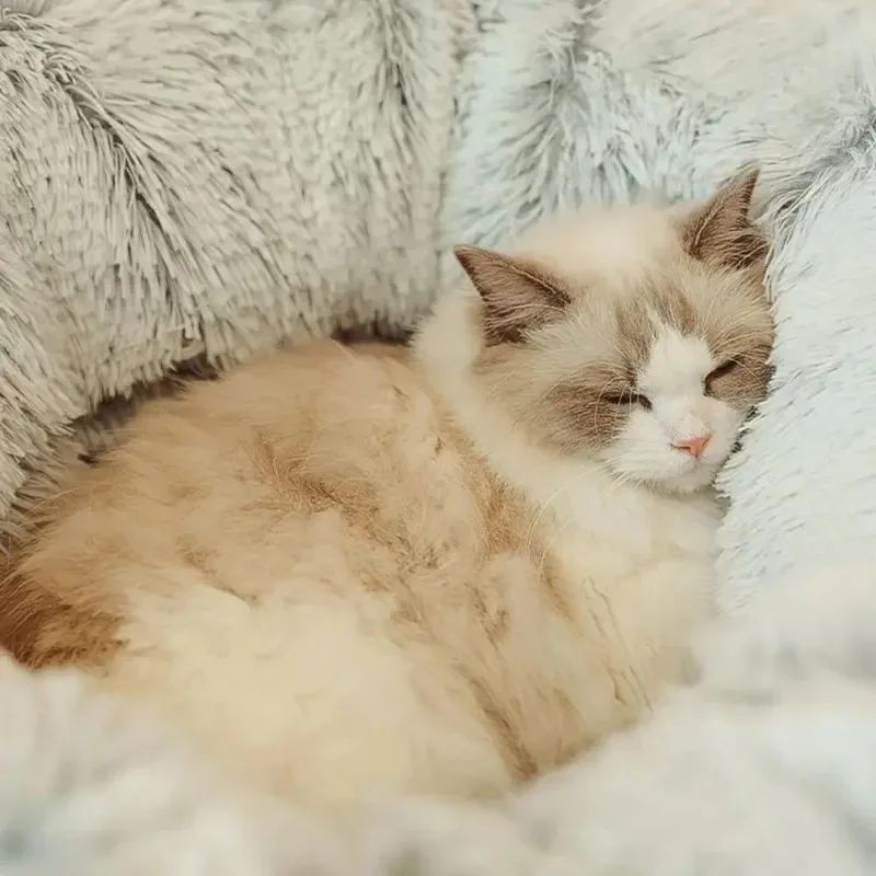 Lit Douceur Hivernal – Cocoon Chaud pour Chats & Petits Chiens